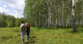 В Кировской области борщевик и кустарник захватили сельхозземлю