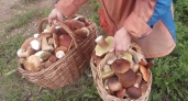 После дождя сразу в лес не еду: вот на какой день начинается настоящая грибная волна