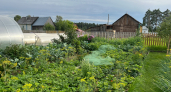 Сидераты под зиму — ловушка для огородников: 3 причины отказаться от этой затеи прямо сейчас