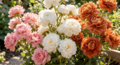 Бело-пудрово-бронзовая сказка: посадите эти 3 георгина рядом — и соседи обзавидуются