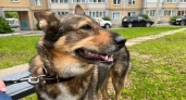 Под Кировом собака укусила хозяина и устроила ему проблемы с надзорными органами