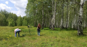 Березовую кору собираю в лесу мешками и тащу домой — бесплатный материал, а пользы куча: 5 применений 