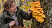 Самый вкусный гриб в России - не боровичок и даже не рыжик: его собирают только ушлые грибники, новички проходят мимо