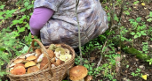 Вкуснейший гриб леса, который все обходят стороной – и зря, это настоящий деликатес 