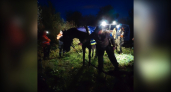 В Юрьянском районе волонтеры спасли лошадь, застрявшую в ручье