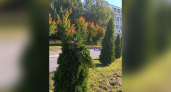 В Кирово-Чепецке подростки сломали туи у Центра культурного развития