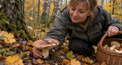 Родственника рыжика — вкуснейший гриб, но многие обходят за 2 км: и зря, он плотный, мясистый и отлично жарится