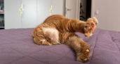 Кошка для маленькой квартиры: 5 пород, которые не шумят, не дерут мебель и не пахнут
