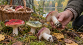 Сыроежка оказалась жгучей на вкус: какие виды лучше не класть в корзину и почему цвет шляпки не даёт точного ответа