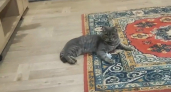 В Котельниче кот вернулся домой после годовалого отсутствия