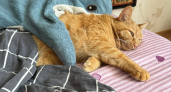 Кошка легла на ваше место — не спешите её сгонять: вот почему это важно для питомца