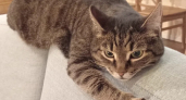 Кошка не забудет этого до конца жизни: 3 вещи, после которых она перестанет вам доверять