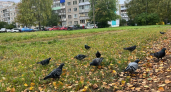Октябрь шепчет, какой будет зима: приметы, по которым предки угадывали холода без синоптиков