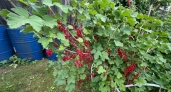 С первым холодом высыпаю 2 стакана под смородину — весной куст просыпается быстрее и земля как пух