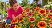 Сею этот цветок под зиму — и летом клумба полыхает огненно-оранжевыми корзинками: цветёт до самых холодов