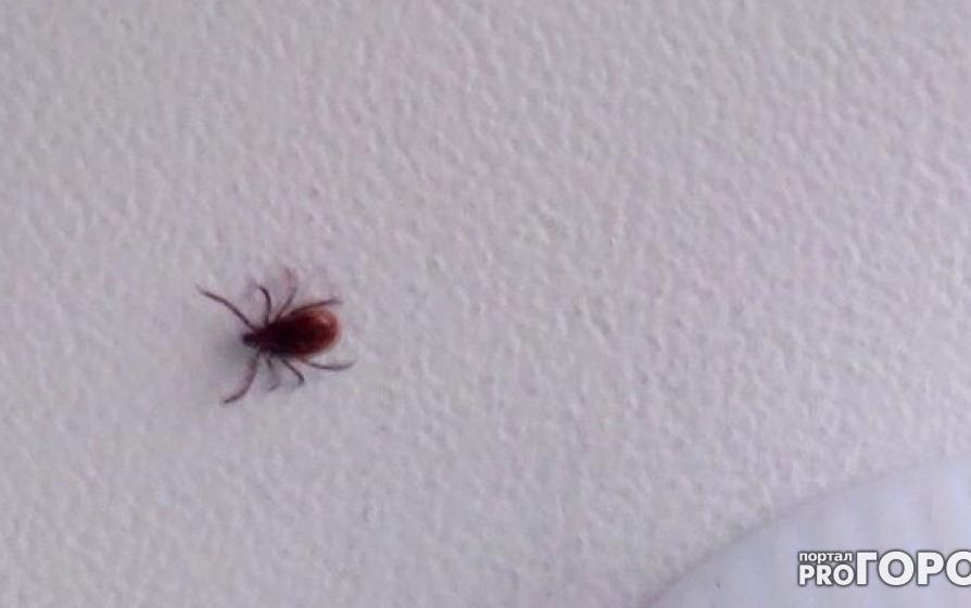 В Кирово-Чепецке зафиксирован первый случай укуса клеща