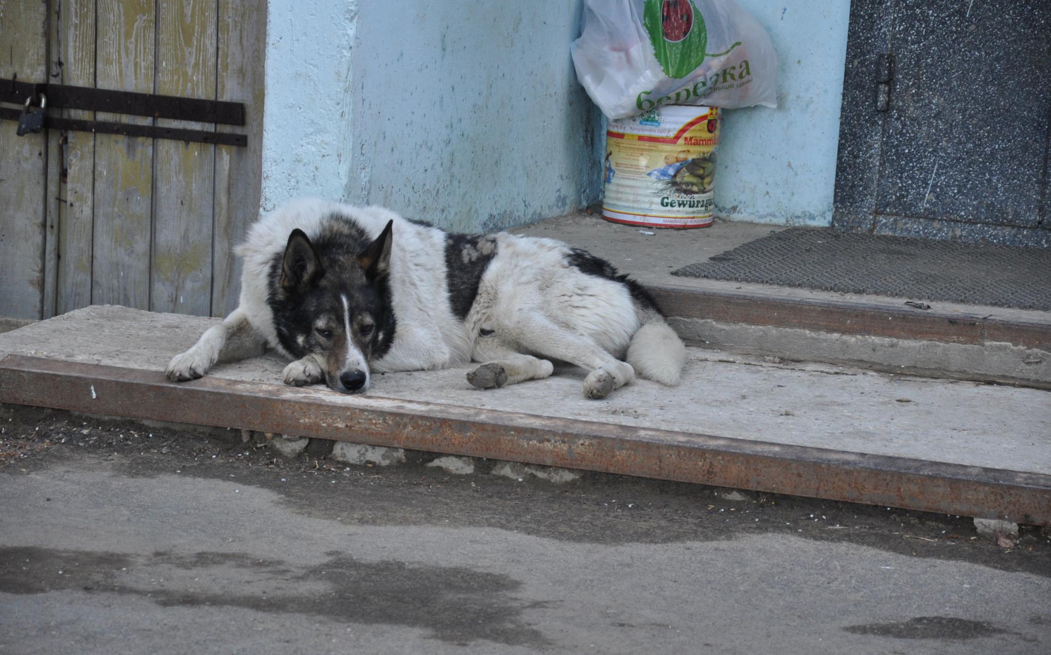 В Кирово-Чепецком районе обнаружили бешеную собаку