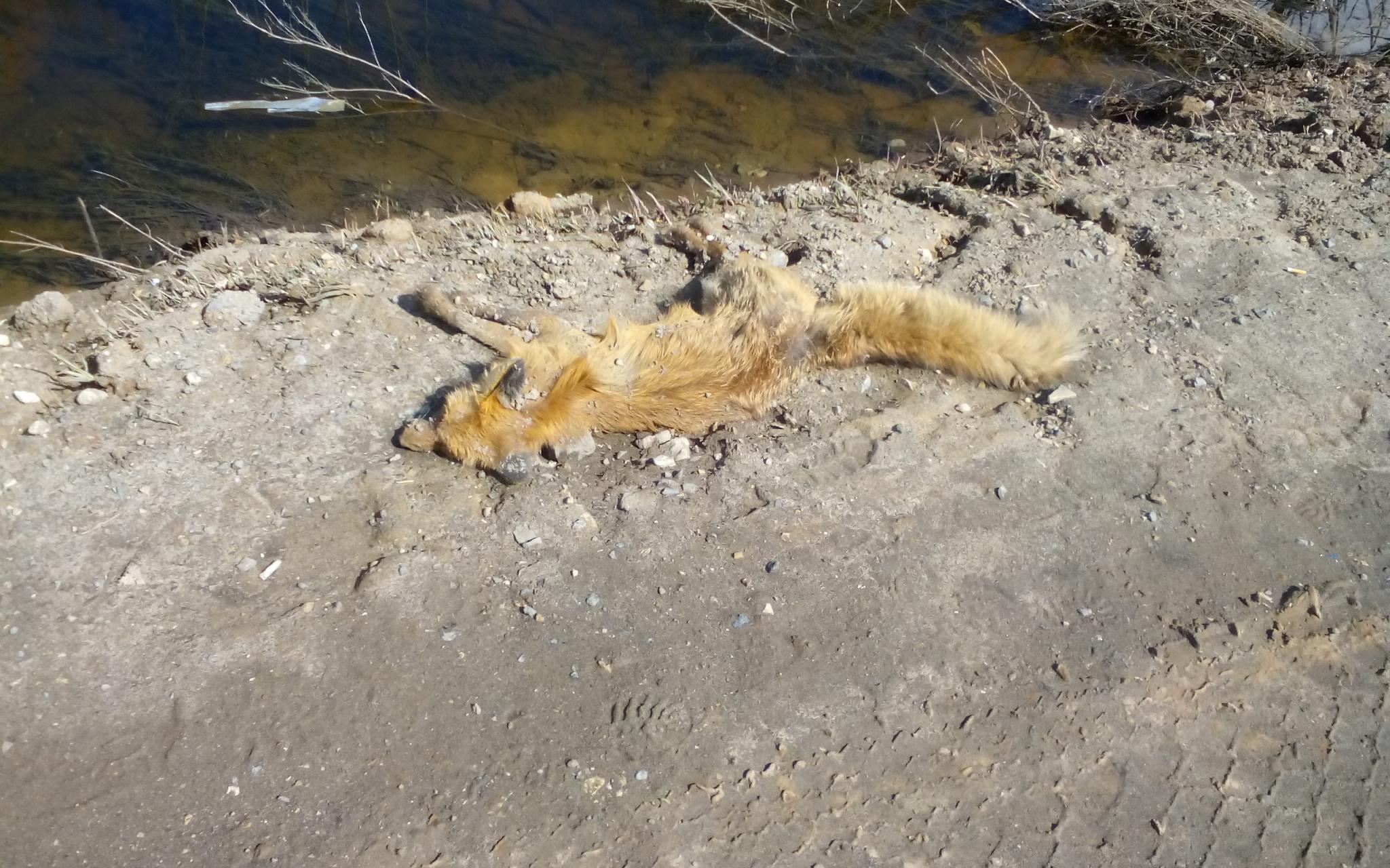 В Чепецке на обочине трассы почти неделю лежит труп лисы