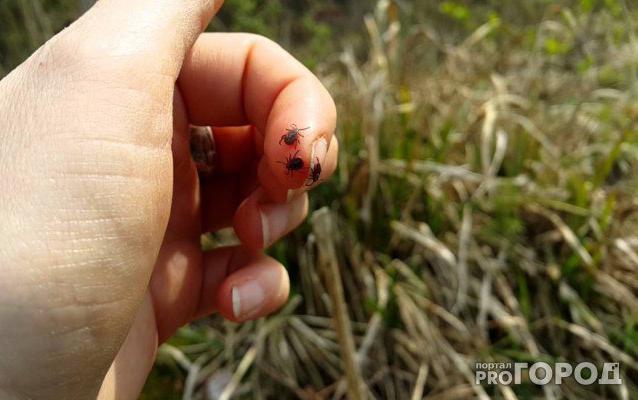 В Чепецке сдвинули сроки противоклещевой обработки