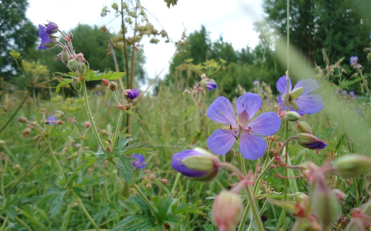 Прогноз погоды на июнь в Кирово-Чепецке: каким будет первый месяц лета?