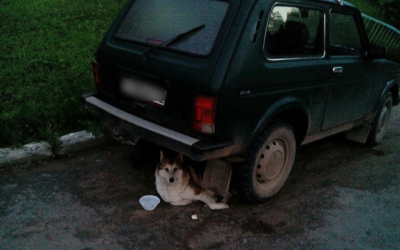 В Чепецке жители подкармливают местного Хатико