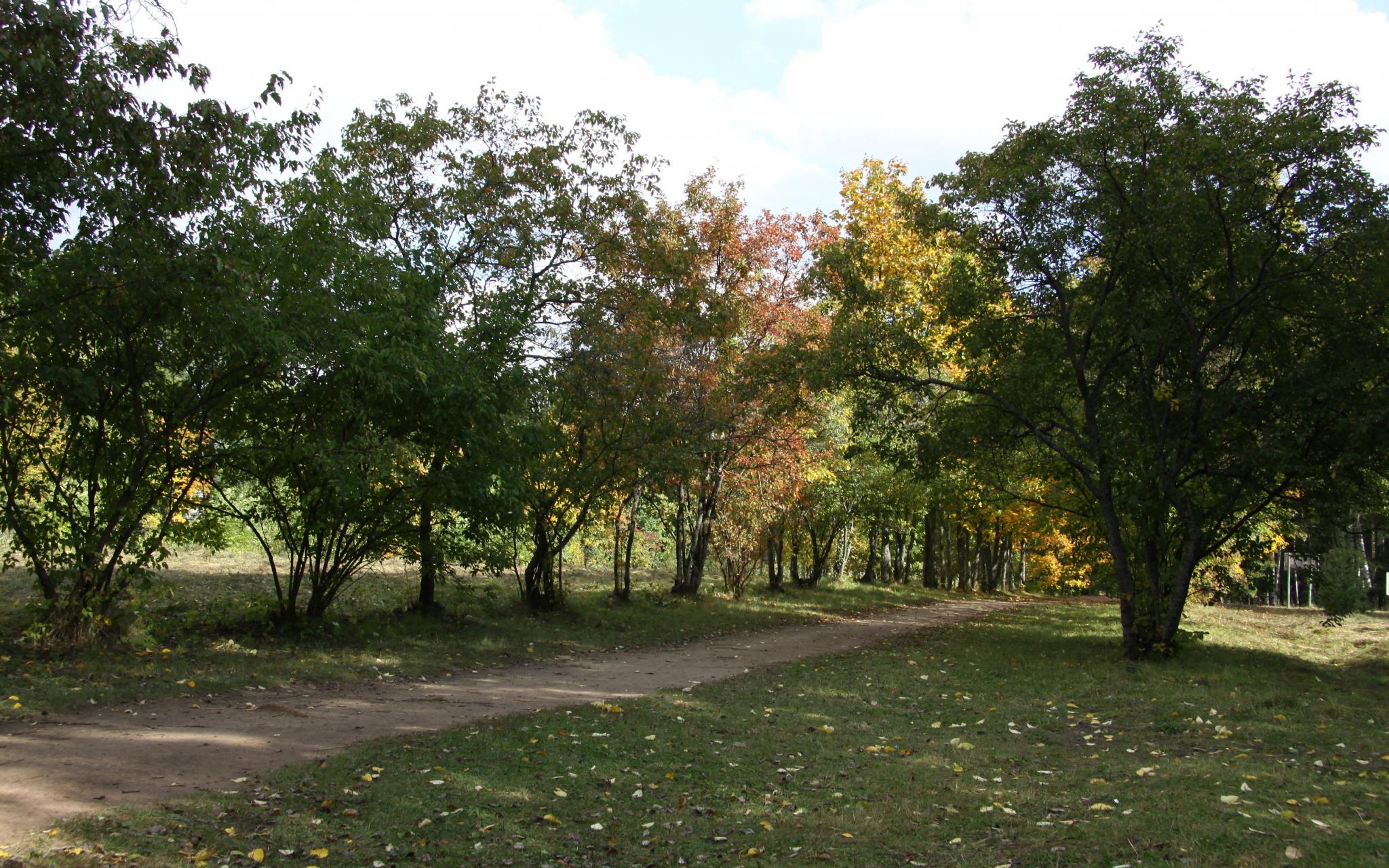 Неизвестный украл песка на миллион и уничтожил деревья на Терещенко