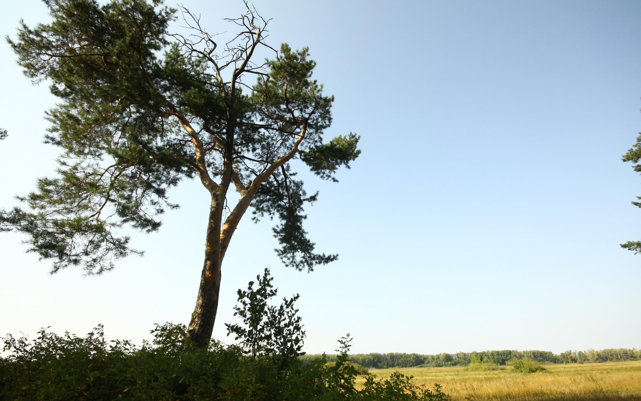 Прогноз погоды в Чепецке: в выходные резко похолодает