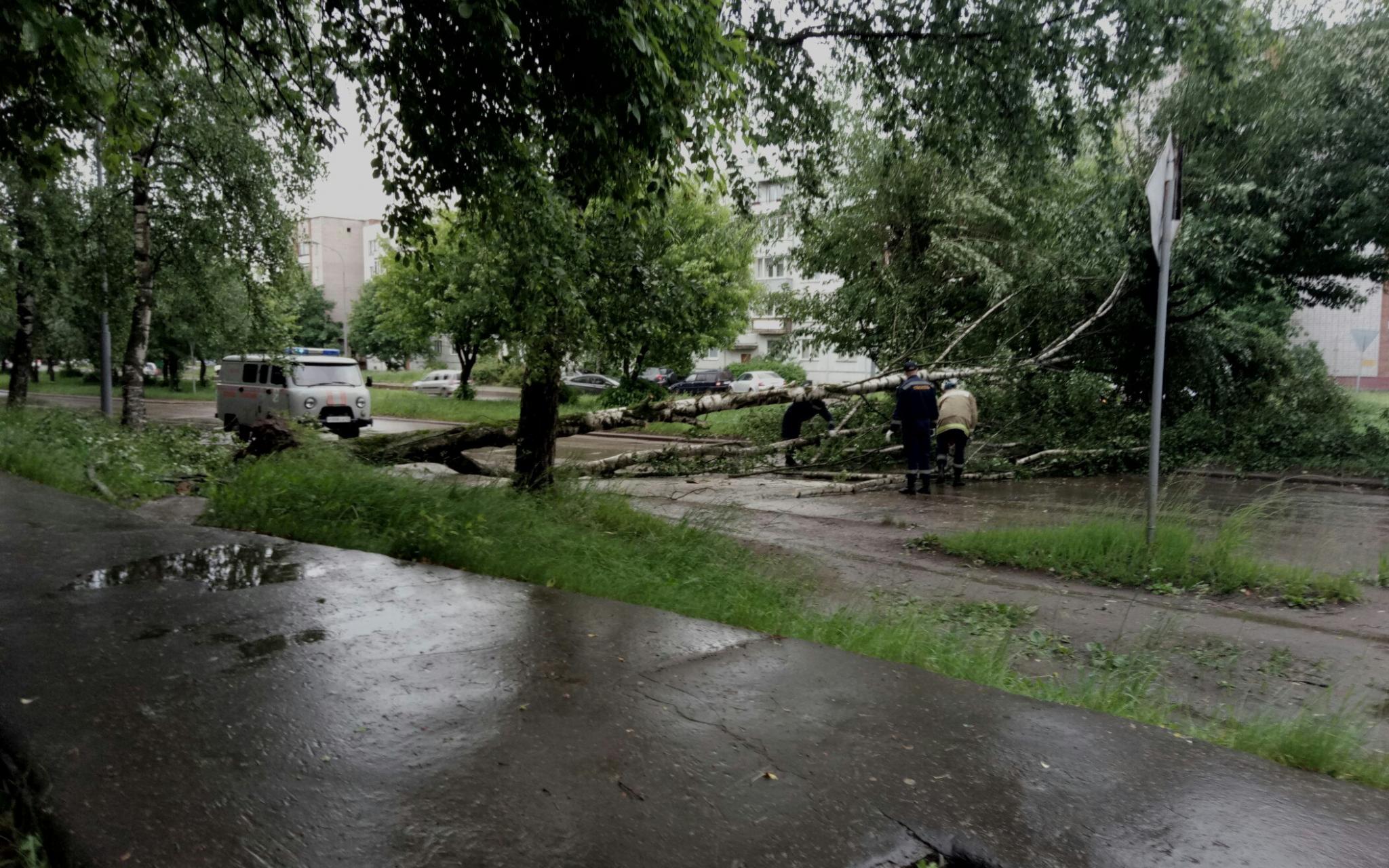Последствия грозы в Чепецке: дерево заблокировало проезд по Луначарского