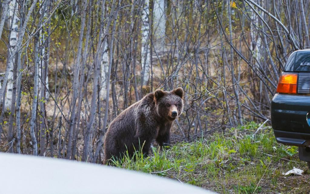 В Кирове медведь вышел на улицу в поисках еды