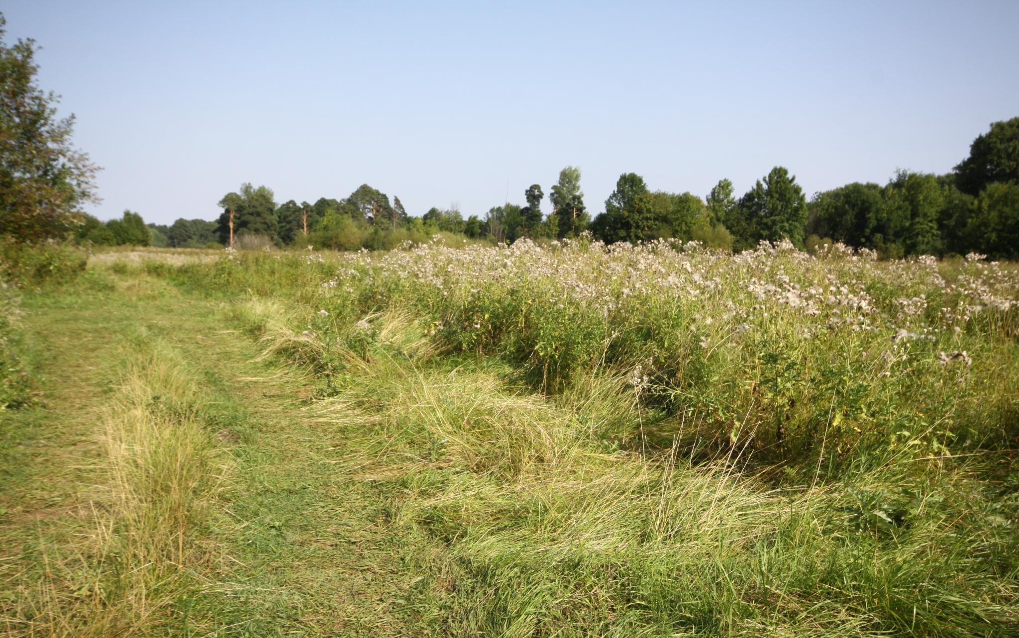 Прогноз на июль: погода в Кировской области будет переменчивой