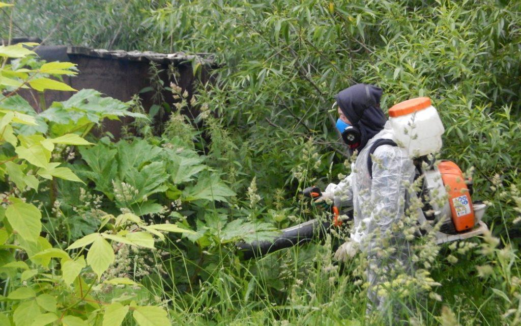 В Кирово-Чепецке впервые началась химическая обработка от борщевика