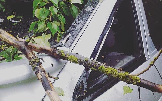 В Чепецке старый тополь упал на машину: водителя из авто доставали спасатели