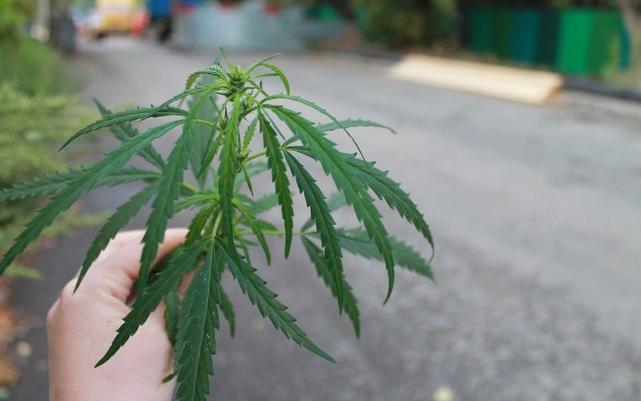 На доме в Кирово-Чепецке выросло 6 кустов конопли