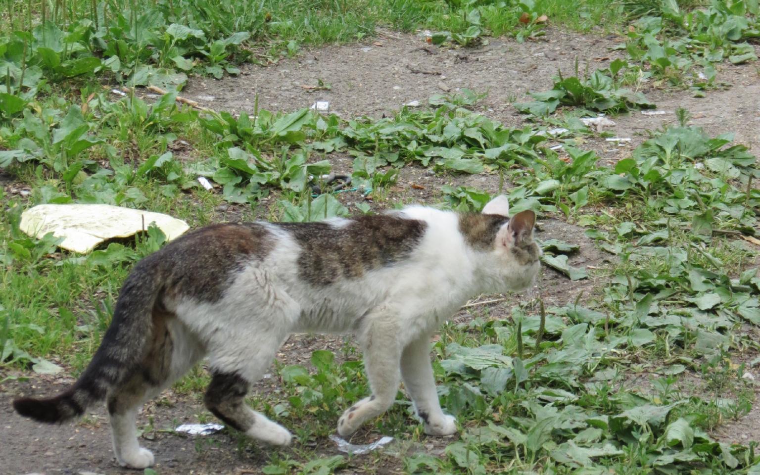 Очевидцы: "Лицеистки на детской площадке издевались над кошкой"