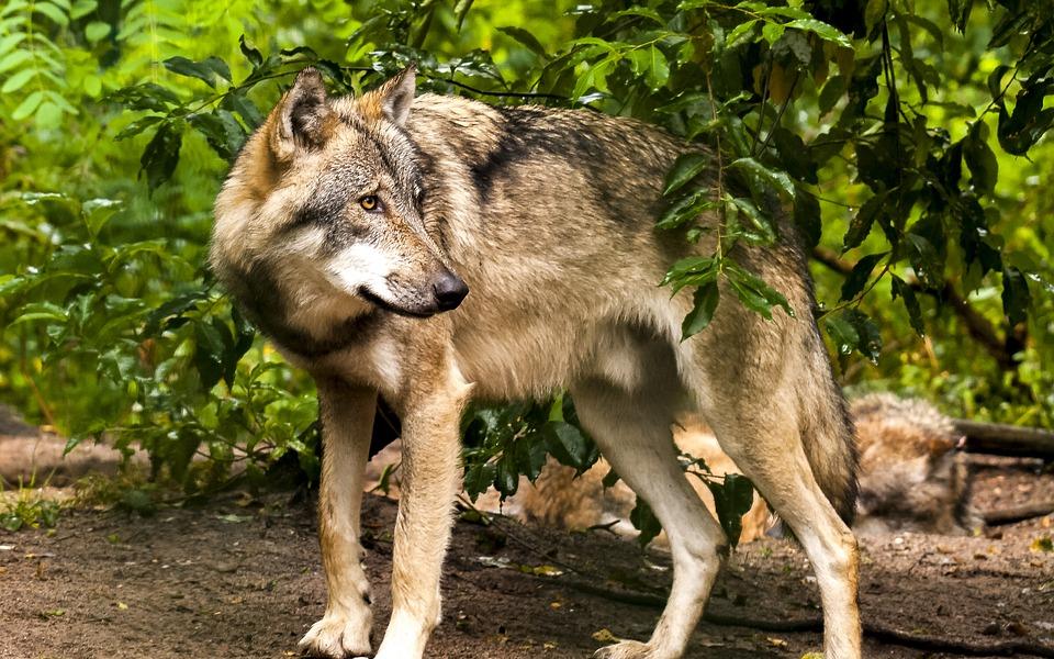 Жители Кировской области сообщают о нашествии волков