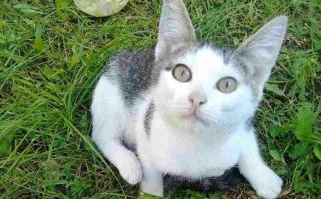 Чепецкие школьники издевались над котенком со сломанной лапой