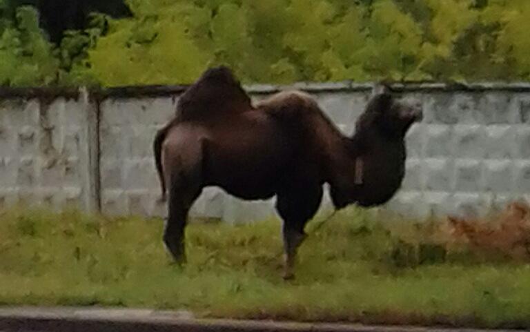 В Чепецке в районе площади Лепсе гуляет верблюд