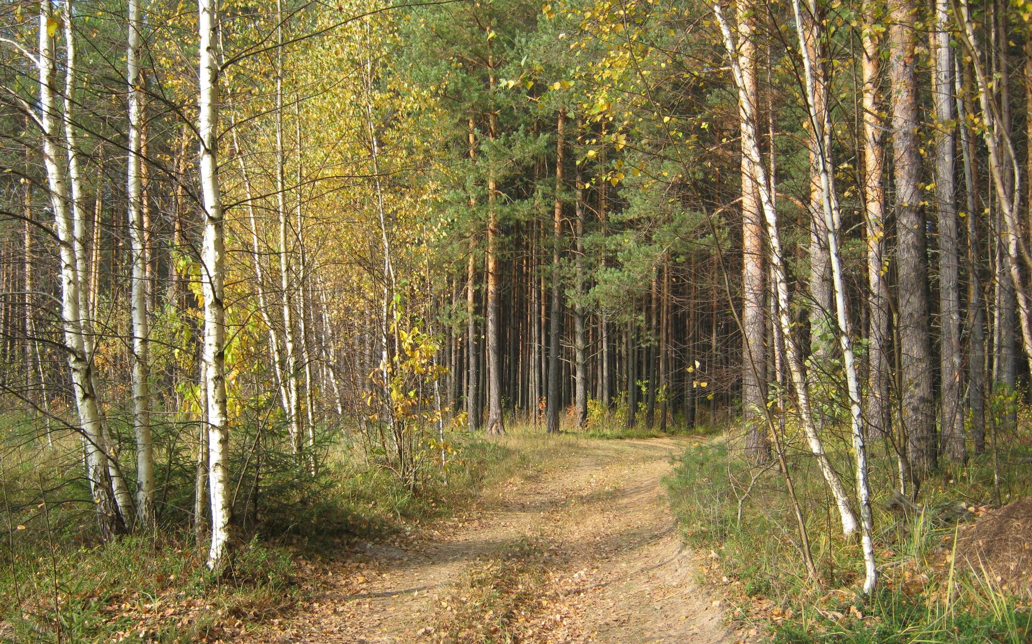 В лесу нашли тело пропавшего несколько дней назад жителя Кировской области