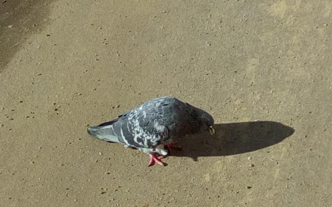 В Чепецке прохожий заметил голубей с пеной у клюва