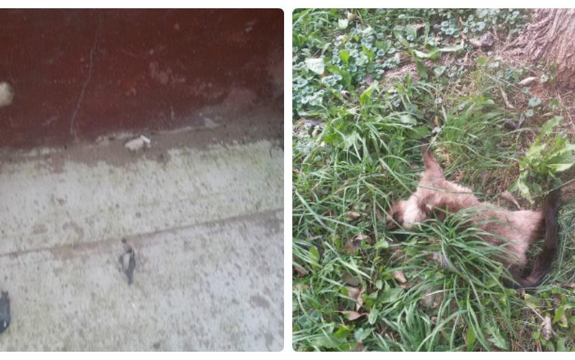 На Сосновой чепчане заметили мертвых птиц и труп кошки