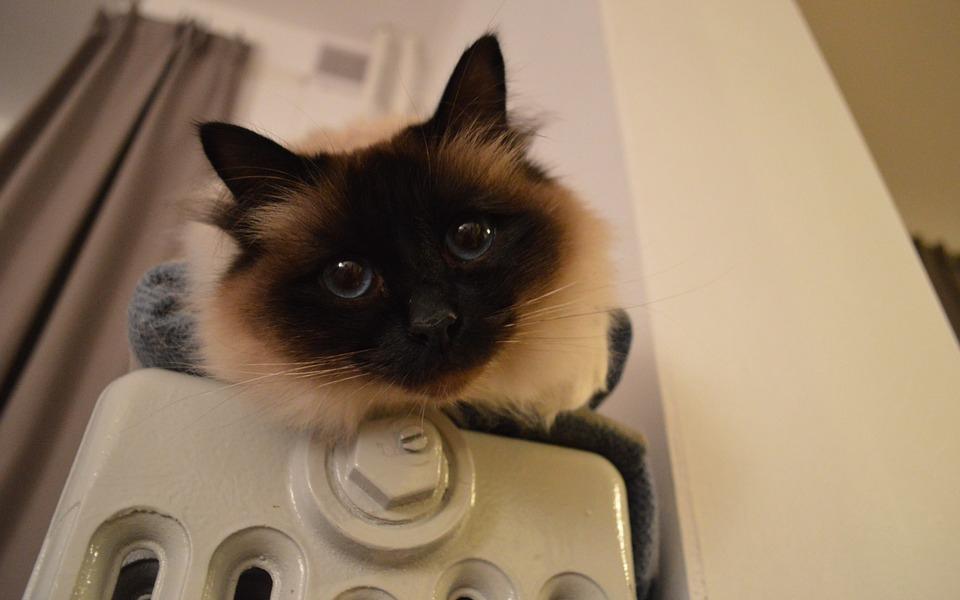 Появился график подключения домов Чепецка к отоплению