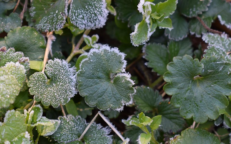 ГУ МЧС России по Кировской области предупреждает чепчан о заморозках
