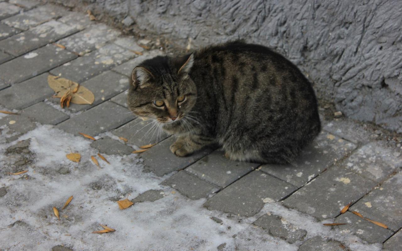 Главный синоптик Кировской области рассказал, когда выпадет первый снег