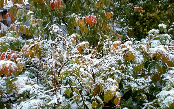 Первый снег выпал в Кировской области