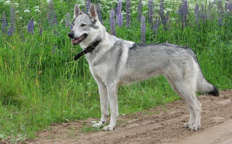 В Кирово-Чепецком районе потерялась собака редкой породы