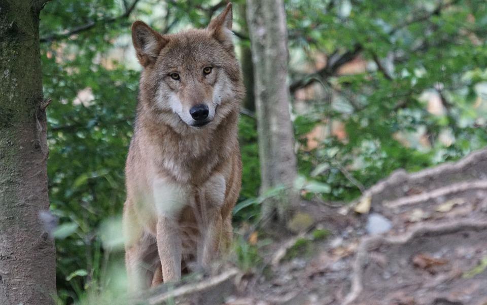 В Кировской области в лесу волк набросился на грибника