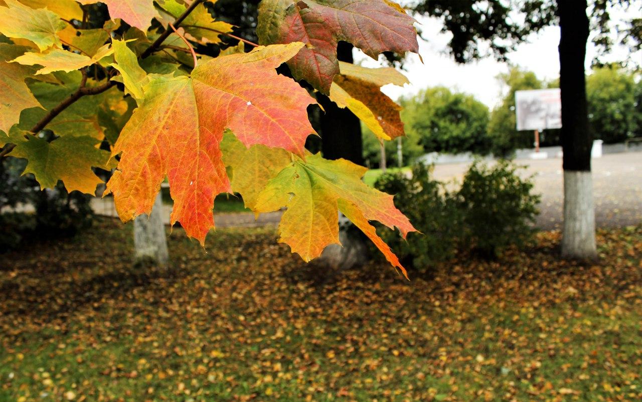 Прогноз погоды: какой будет рабочая неделя в Чепецке?