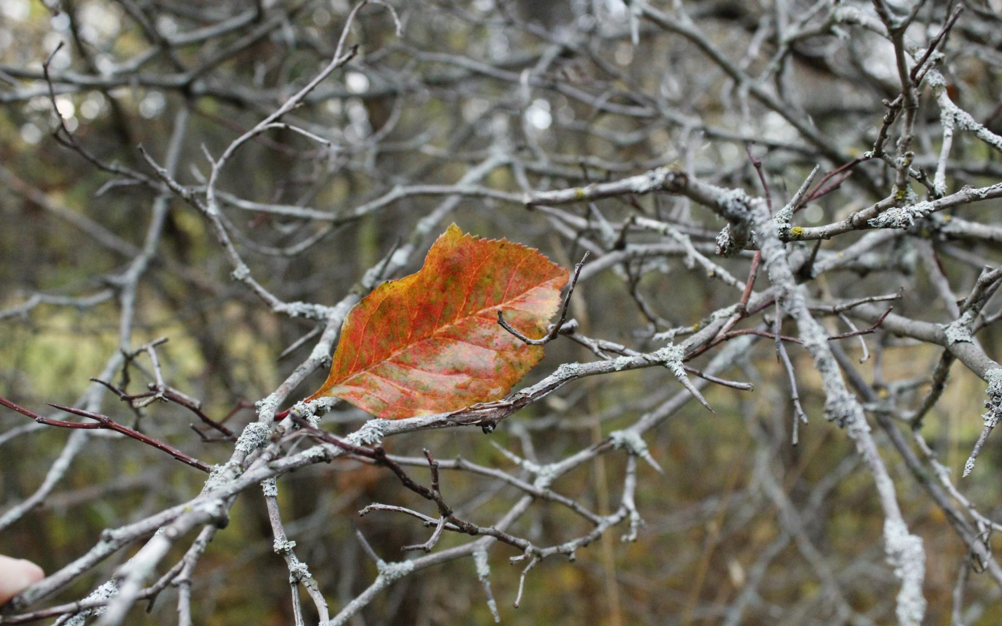Прогноз погоды: какой будет рабочая неделя в Кирово-Чепецке?