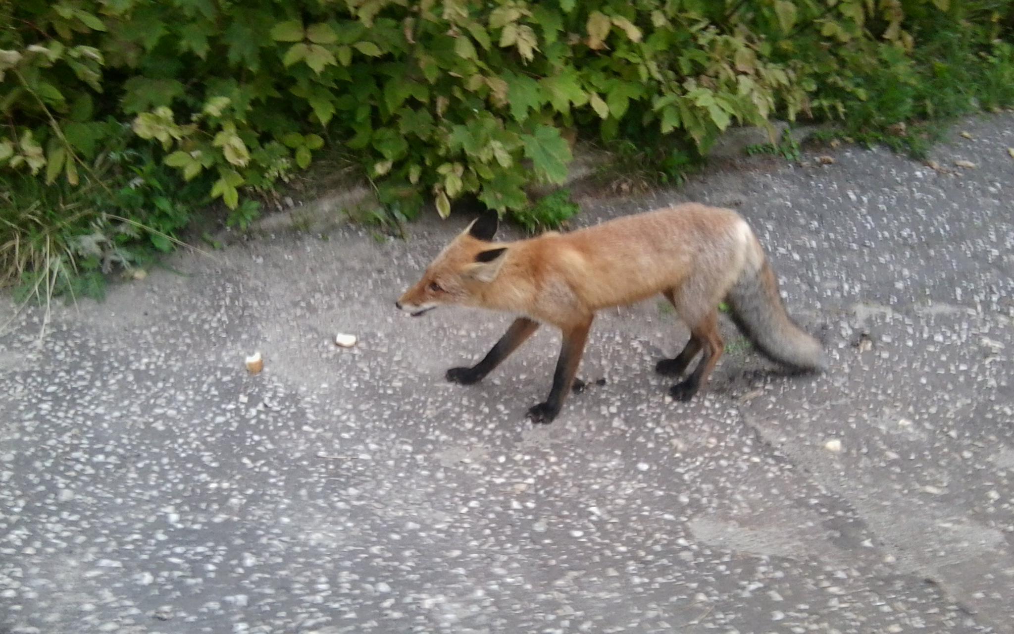 В Кирово-Чепецке застрелили бешеную лису