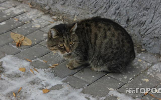 Прогноз погоды: какими будут выходные в Кирово-Чепецке?
